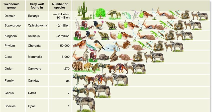 Grey Wolf Taxonomy